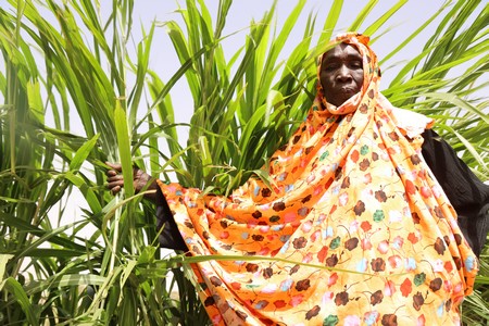 Autonomie alimentaire : le pari réussi des jardins maraîchers circulaires dans 4 régions mauritaniennes 