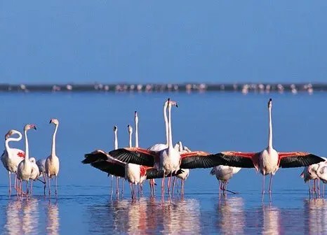 Le Parc national du Banc d’Arguin, une riche biodiversité menacée par l’exploitation minière artisanale 