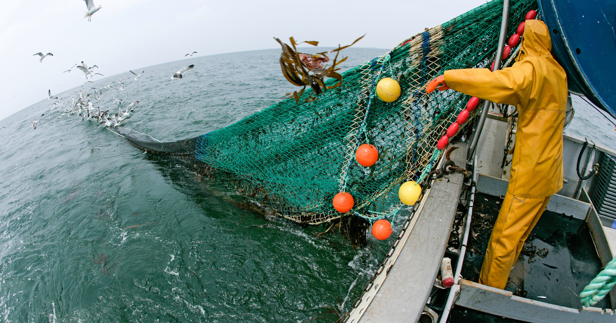 Pêche : Fermeture de la pêche céphalopodière et hauturière de fond à partir du 1er octobre 2024