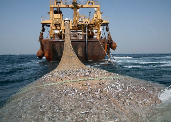Les professionnels marocains et mauritaniens de la pêche s’engagent pour une gestion durable des stocks partagés de petits pélagiques